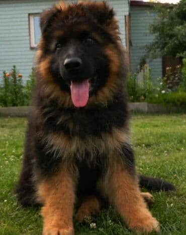 alman ovcarka balaları: Alman çoban iti, 2 ay, Erkek, Sənədli, Pulsuz çatdırılma — 4