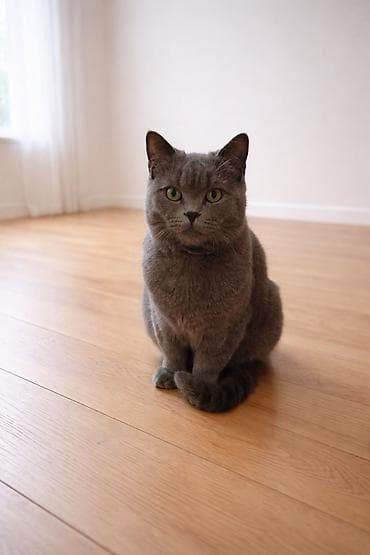 erkek pişik: Britan, Erkək, Ünvandan götürmə — 2