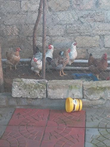 Inəklər, öküzlər: Toyuq, Yumurtalıq — 1