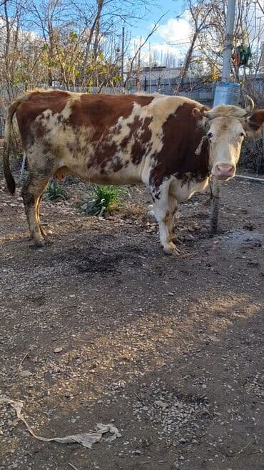 золотистый ретривер цена в баку: Самка, Simental, лет: 9, Для молока, Самовывоз — 3