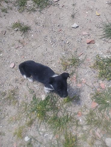 qanqal balası: Zvonok, 1 ay, Dişi, Peyvəndli, Ödənişli çatdırılma — 10