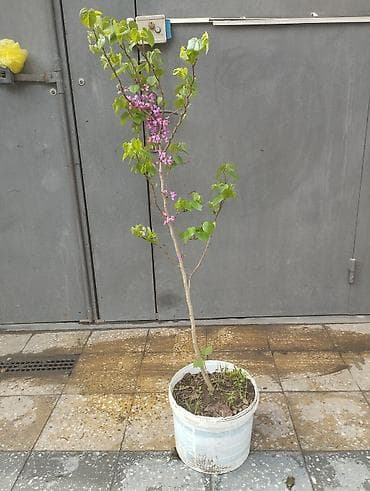 xan çinar: Церцис Ağacı satılır boyu hardasa 1,5 Metrdir ünvan Bakıxanov (Razin) — 3