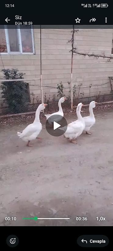 Mal-qara: Gördüyünüz xolmoqor qazları satılır içlerinde 9 aylıq olanlarida var — 3