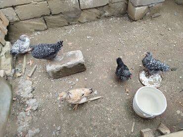 рынок животных в баку: Toyuq, Yumurtalıq, Ünvandan götürmə — 2