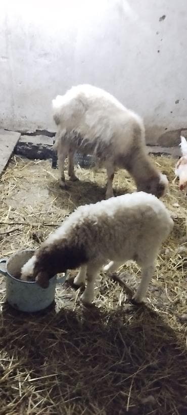 Ana balabala 2 ay yarimliq erkekdi lalafo.az -da Ana balabala 2 ay yarimliq erkekdi