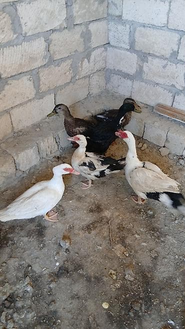 jersey cinsi: Salam öz qapımın sağalm yumrtar heyvanlarıdır - Növlər — 3