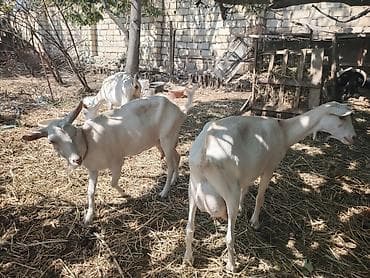 Dişi, Zanen, il: 2, Südlük, Ünvandan götürmə — 5