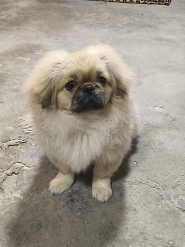Pekines, 6 ay, Erkek