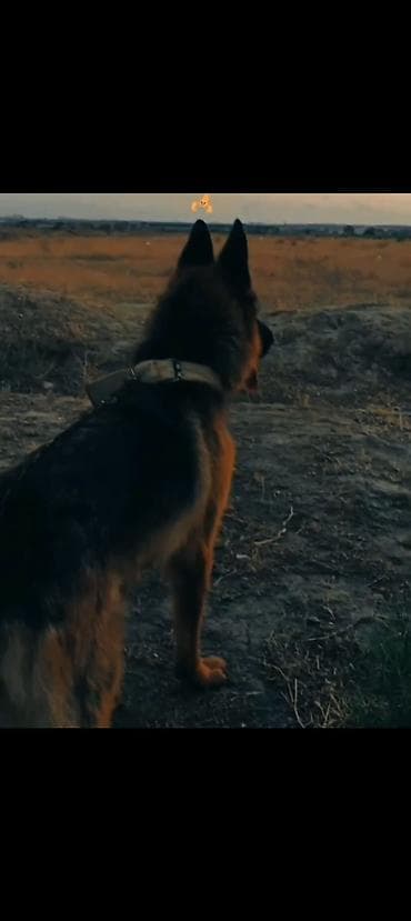 Alman çoban iti, Peyvəndli