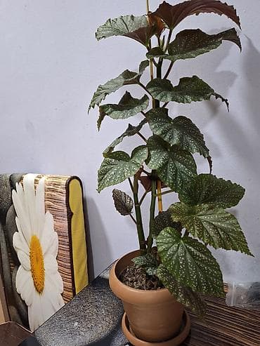 Böyük qapalı bitki və sükulent dəsti - Begonia maculata (benekli