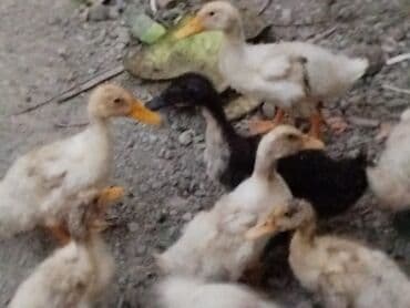 ördək yumurtası satışı: Satılır tecılı 5 az — 1
