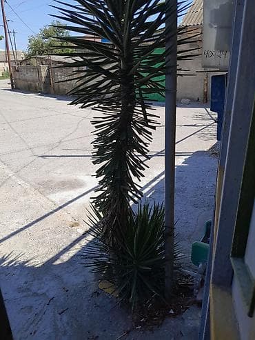 Yucca ağacı (dekorativ, açıq məkan üçün) - Növ: Yucca (sərt, nizəvari
