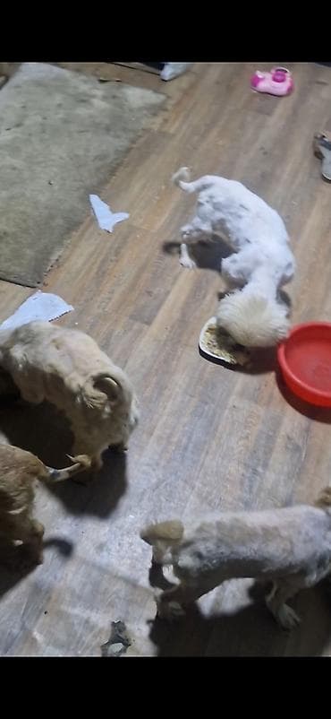 inek od dasi: Pekines — 4