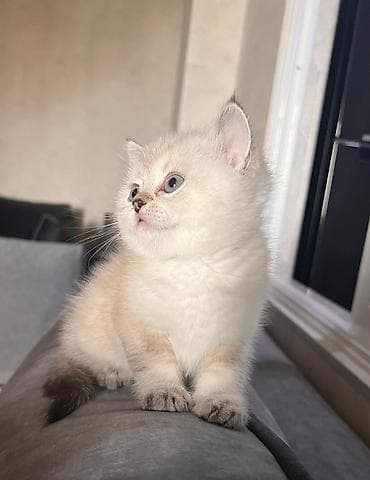 ucuz pişik: Şinşilla — 4