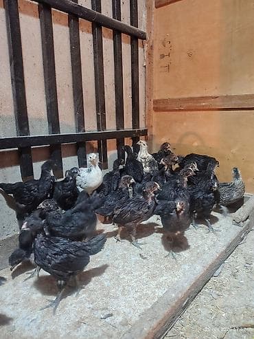 cuce satisi 2020: Toyuq cücələri, Ətlik — 2