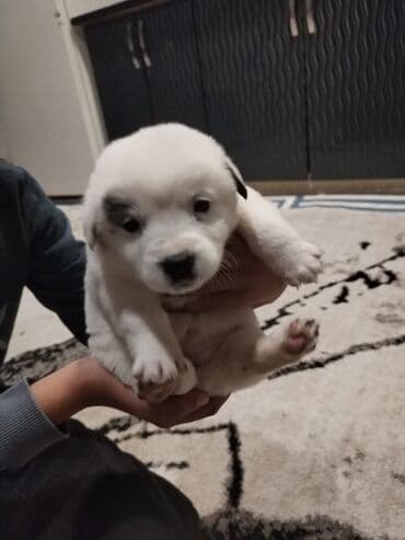 i̇t balası: Balaca it balaları – sevimli ev dostları - Cins: qarışıq (kiçik — 7