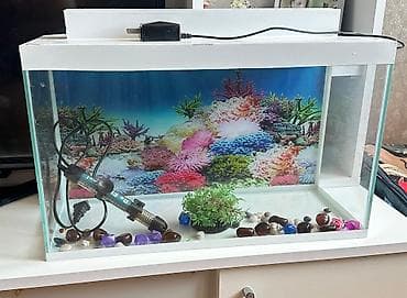 akvarium dekorlari: Akvaryum dəsti - Şüşə akvaryum, ağ qapaqlı korpus - Arxa fon üçün — 2