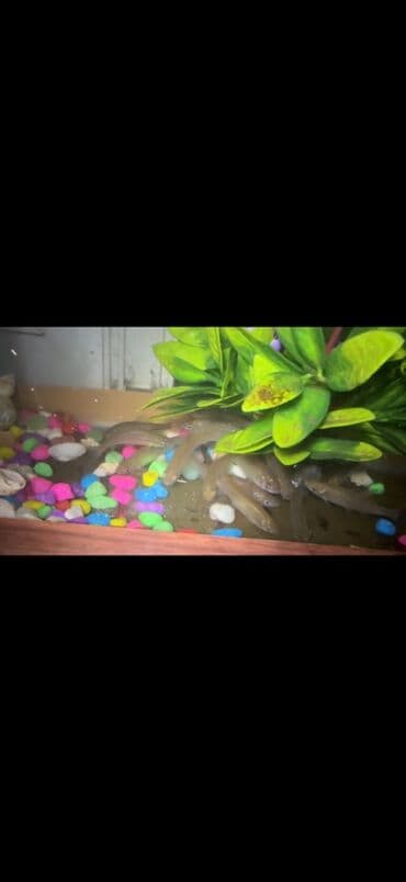 собачий рынок в баку: Мирные, Самовывоз — 4