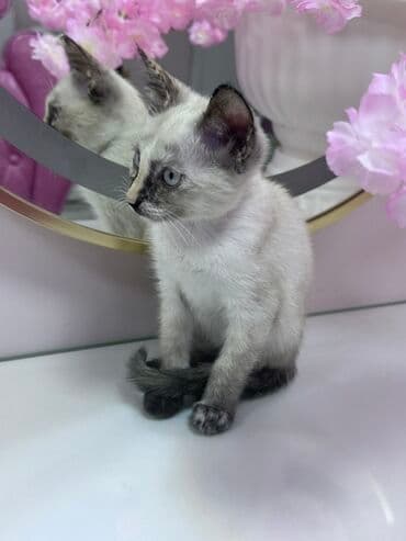 pişik cinsləri: Siam, Dişi, Yaxşı əllərə — 9