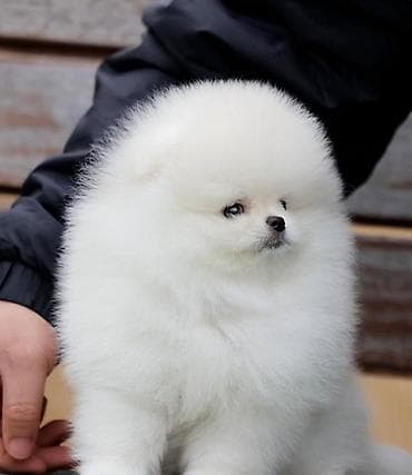 xasqi balasi: Şpitz, 2 ay, Sənədli — 1