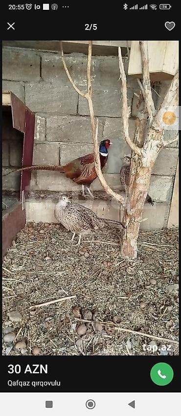 et tukani: Məhsul: Qırqovul və qırqovul yumurtaları Təsvir: - Növ: Qafqaz — 3