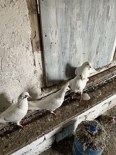 Balıqlar: Bir cüt ag cılmaq bakı agları bir dene qarabas erkek bir dene qara — 2