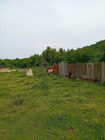 şirvanda torpaq satışı: 12 sot, Tikinti, Mülkiyyətçi, Kupça (Çıxarış) — 7