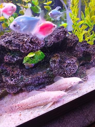 dib balıqları: Koridoras balığı, Sülhsevər — 3