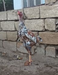 Digər qida məhsulları: Pileymut heyratı yumurtaları bir ededi 2 manata çatdırılma yoxdur — 2