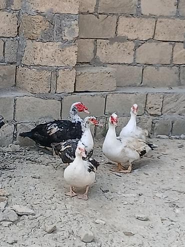 çöl ördək: Salam öz qapımın sağlam cavan heyvanlarıdır ətradlı nömrə qeyd olunip — 3