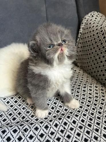 cins pişikler: Şirin balaca pişik balaları - Cins: şəkillərdə müxtəlif uzun tüklü və — 3