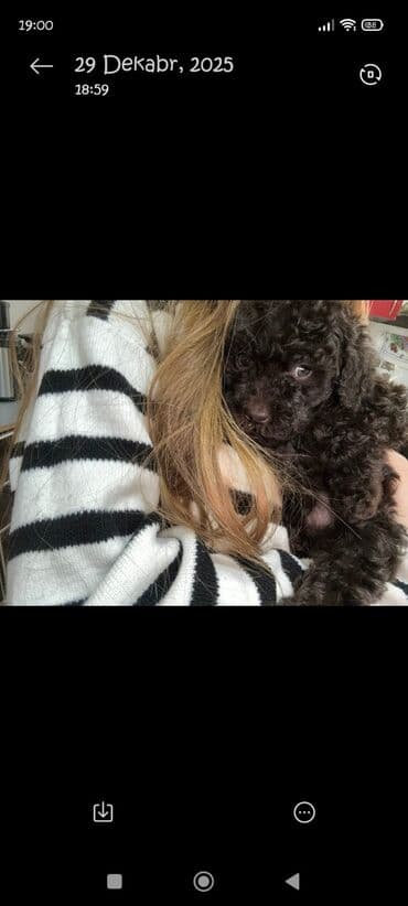 pudel it satisi: Pudel, 2 ay, Erkek — 10