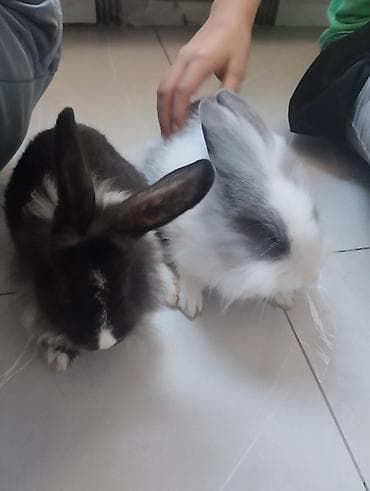 heyvan bazarı: Satılır: Pofudıq ev dovşanları (Lionhead tipli) - Rənglər: qara-ağ və — 2
