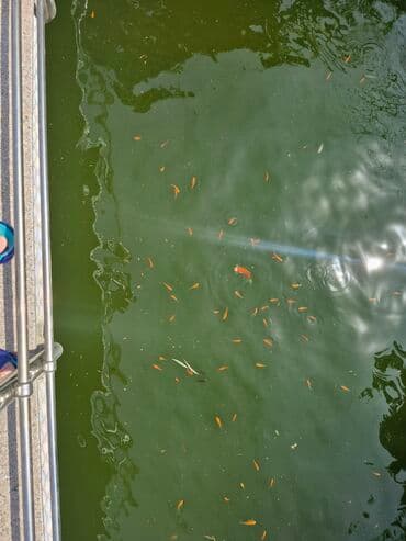 oskar balığı: Koi, Sülhsevər, Ünvandan götürmə — 5