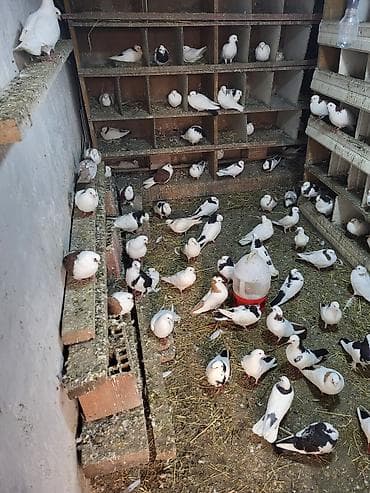 Məhsul: Ev göyərçinləri sürüsü Təsvir: - Şəkillərdə müxtəlif rəng