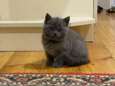 heyvan barınağı: Şotland yastı qulaq, Ünvandan götürmə, Pulsuz çatdırılma, Ödənişli çatdırılma — 9