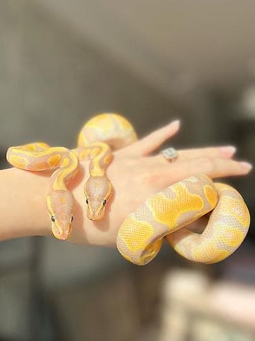dana heyvan: 🇦🇿 Satışda kral pitonu balaları var 🐍 Kral pitonu çox böyük ölçülərə — 1