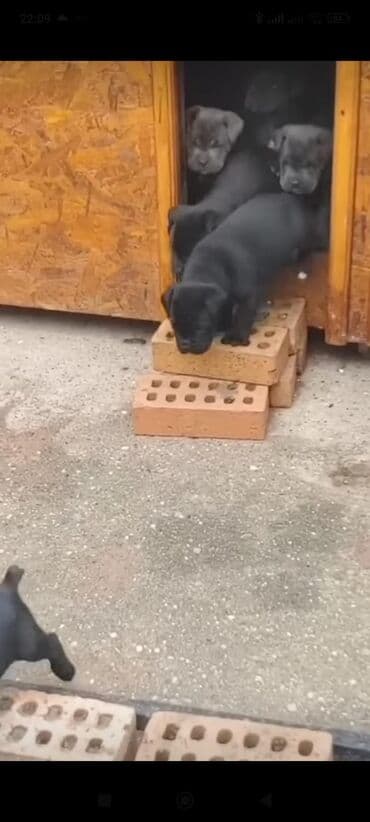 кане корсо цена: Kane-Korso, 1 ay, Sənədli, Ünvandan götürmə, Pulsuz çatdırılma, Ödənişli çatdırılma — 9