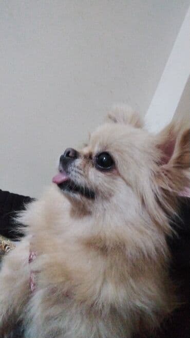 en gozel itler: Şpitz — 1