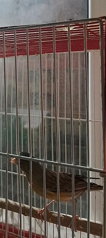 Erkək quşlar satılır lalafo.az -da Erkək quşlar satılır