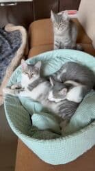 pişiyi: Dişi, Yaxşı əllərə — 2