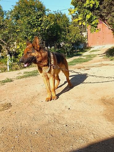 kanqal itler: Alman çoban iti, 1 il, Dişi — 7