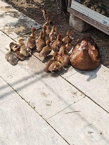 ördəy balası: Erkək, | Lal ördək, Damazlıq — 3