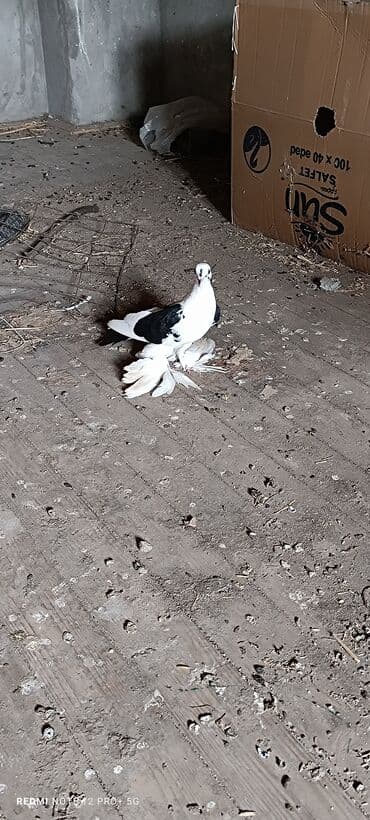 alman afcarkasi qiymeti: Maya quşdu hazır bala verən — 2