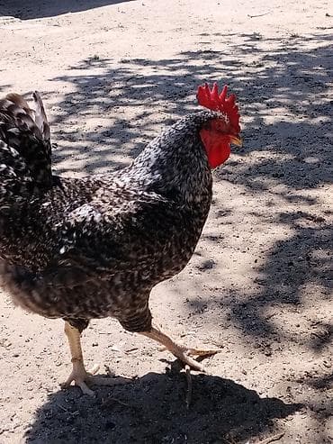 Kənd təsərrüfatı quşları: Salam Şəkildə gördüyünüz tam sağlam xoruzlar satılır cəmi 7 ədəddir — 6