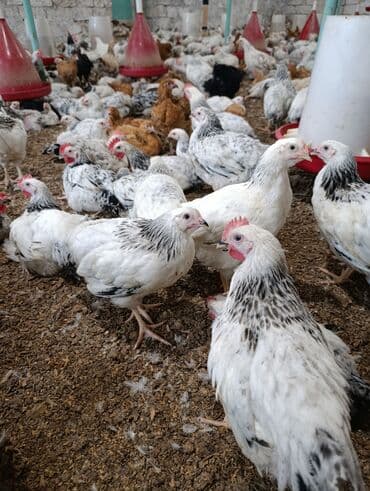 Salam 47günlük Ətlik çolpalar satişda movcuddur cəkiləri 900 qram lalafo.az -da Salam 47günlük Ətlik çolpalar satişda movcuddur cəkiləri 900 qram