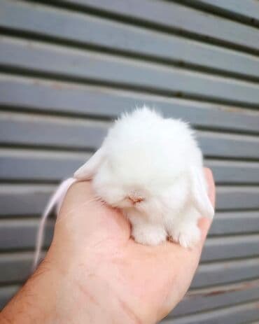 dovşan yemi: Dovsanlar mini lop cinsidi Holland lop mavi goz colkali bala — 1