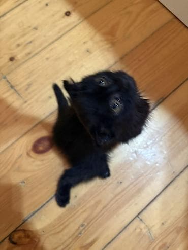 pişik satisi: Yaxşı əllərə — 3