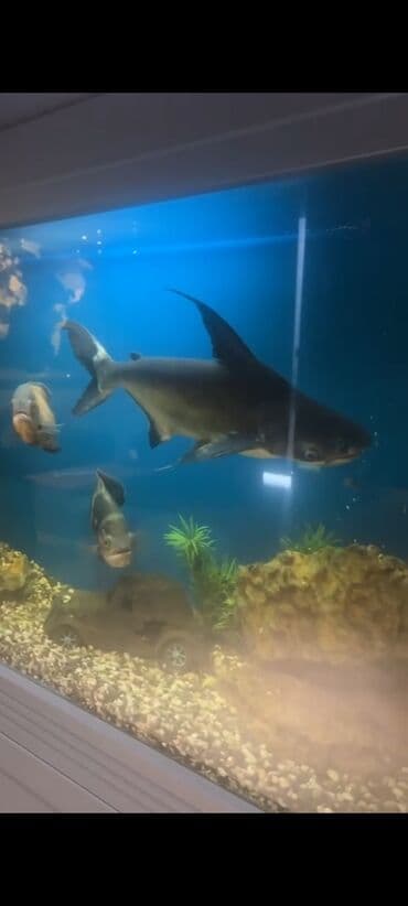 Bıçaqlar: Ölcüsü 60 sm yaxın . Əlavə olarag yanında iri ancıtrusda verilir — 1