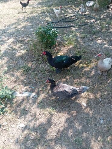 lal ördek satışı: Ördəklər — 3